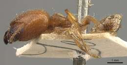 Image of <i>Pheidole avia</i>