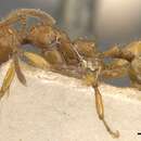 Image of <i>Pheidole avia</i>