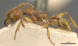 Image of <i>Pheidole avia</i>