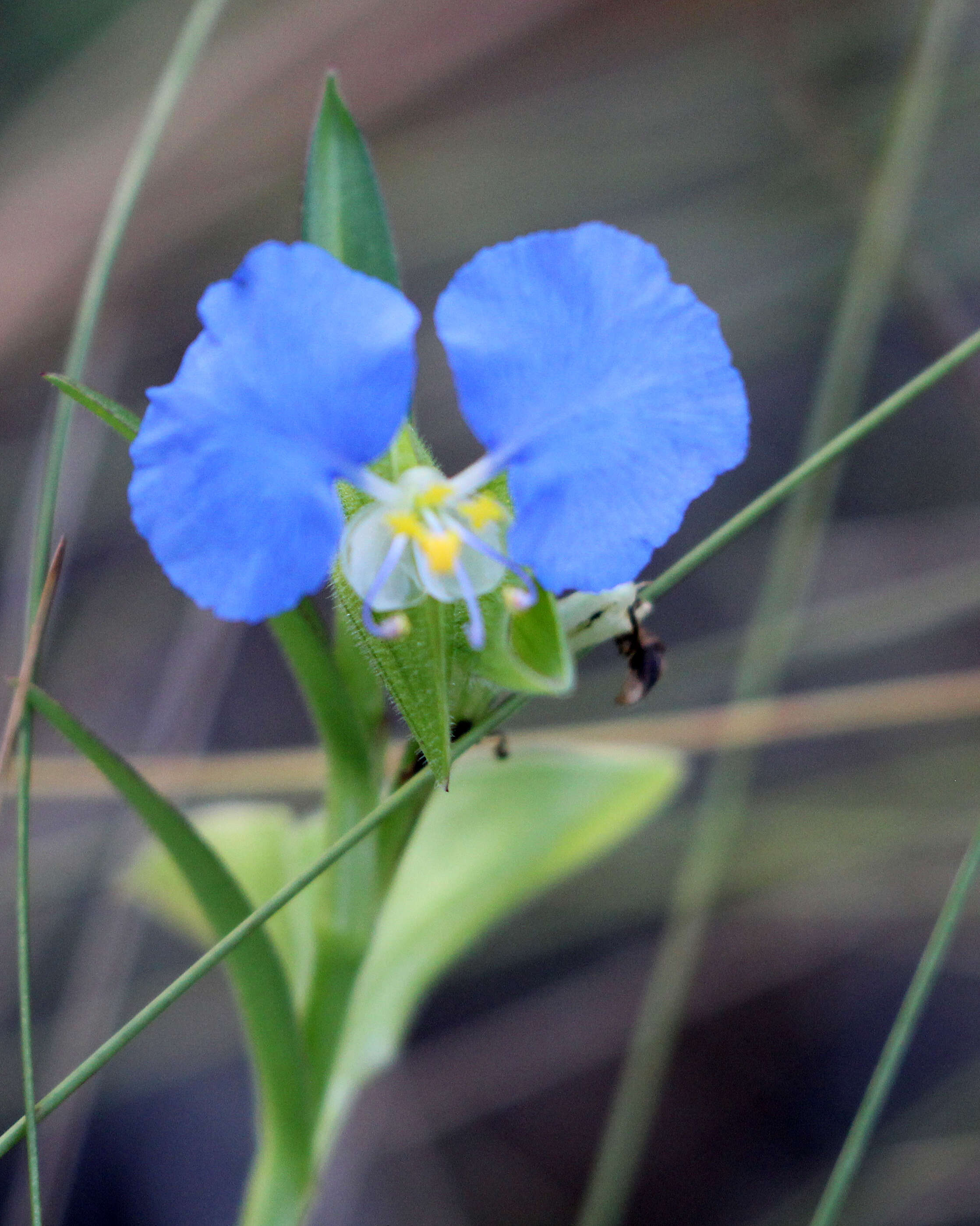 Image of Blousel Blommetjie