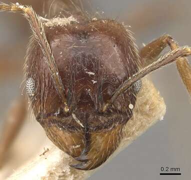 صورة Pheidole longiscapa Forel 1901