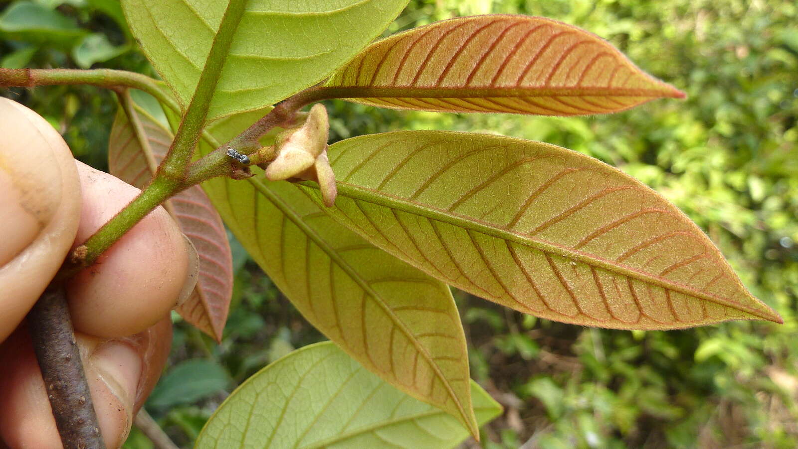 Sivun Annona bahiensis (Maas & Westra) H. Rainer kuva