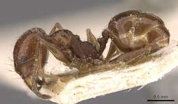 Image of Pheidole longiscapa Forel 1901