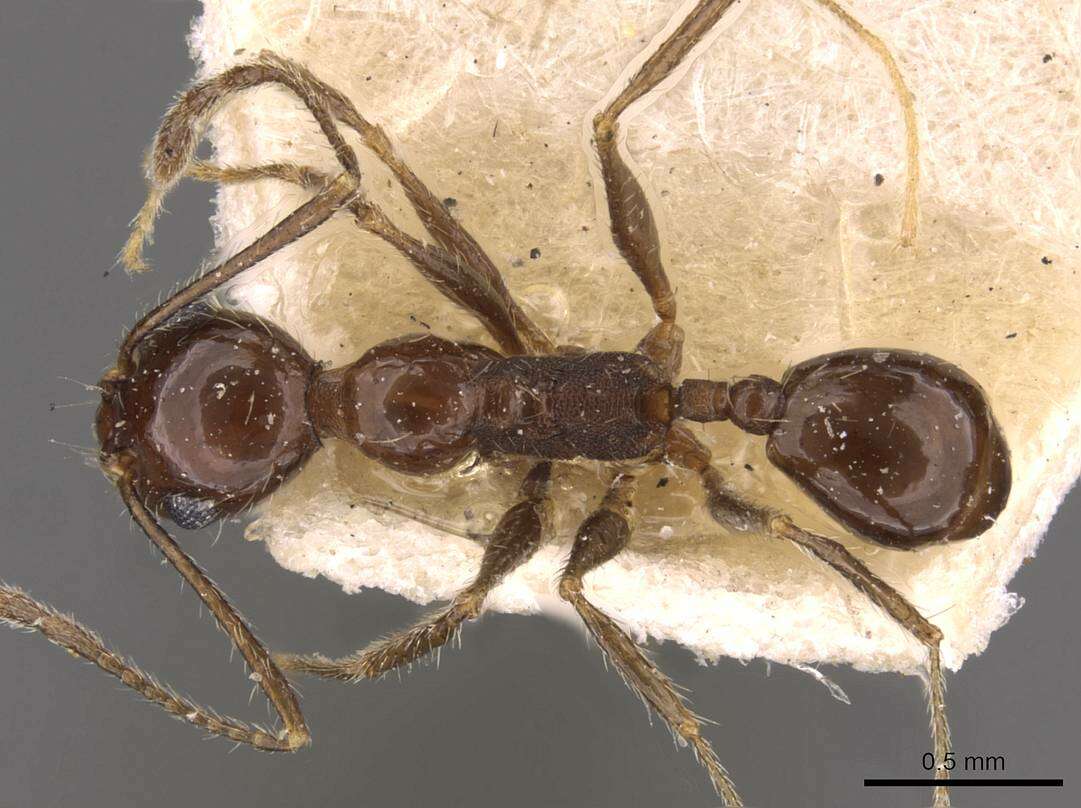 Image of Pheidole longiscapa Forel 1901