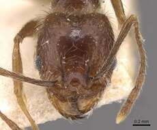 Image of Pheidole longiscapa Forel 1901