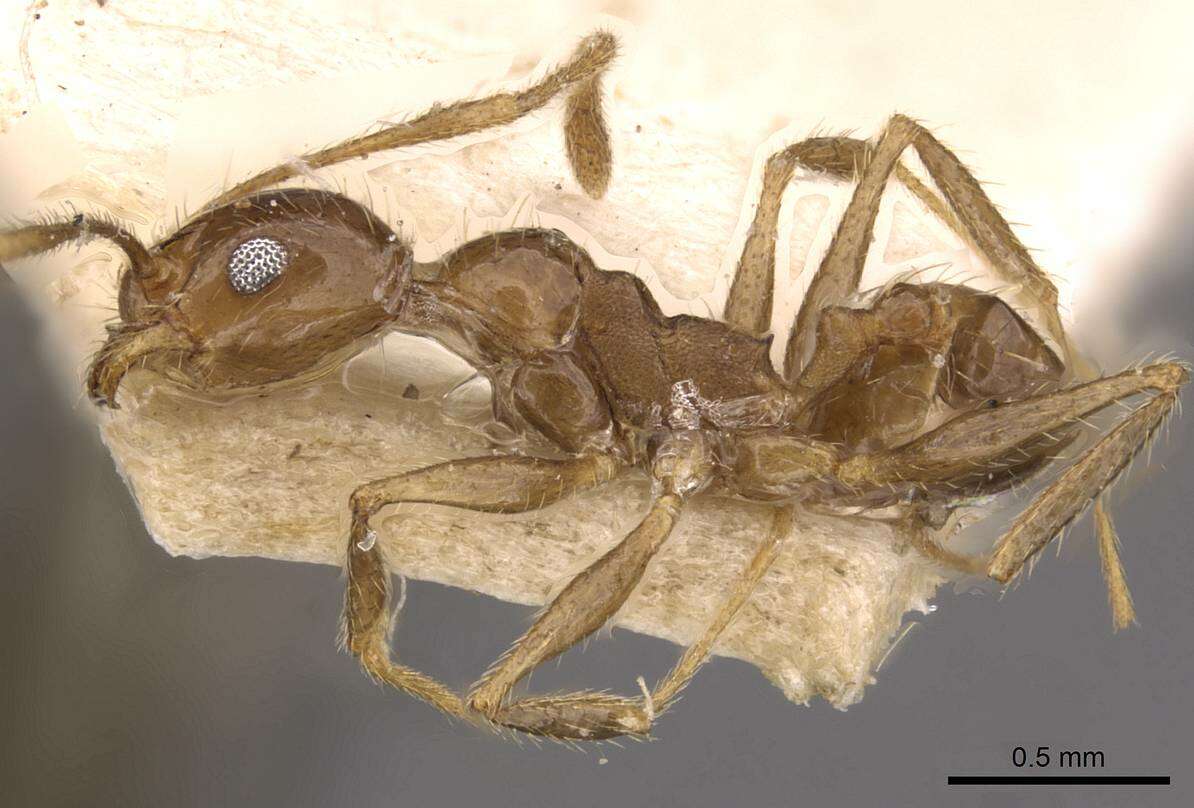 صورة Pheidole longiscapa Forel 1901