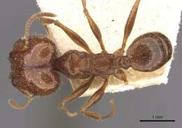 Image of Pheidole oxyops Forel 1908