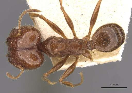 Image of Pheidole oxyops Forel 1908