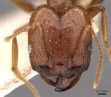 Image of Pheidole oxyops Forel 1908