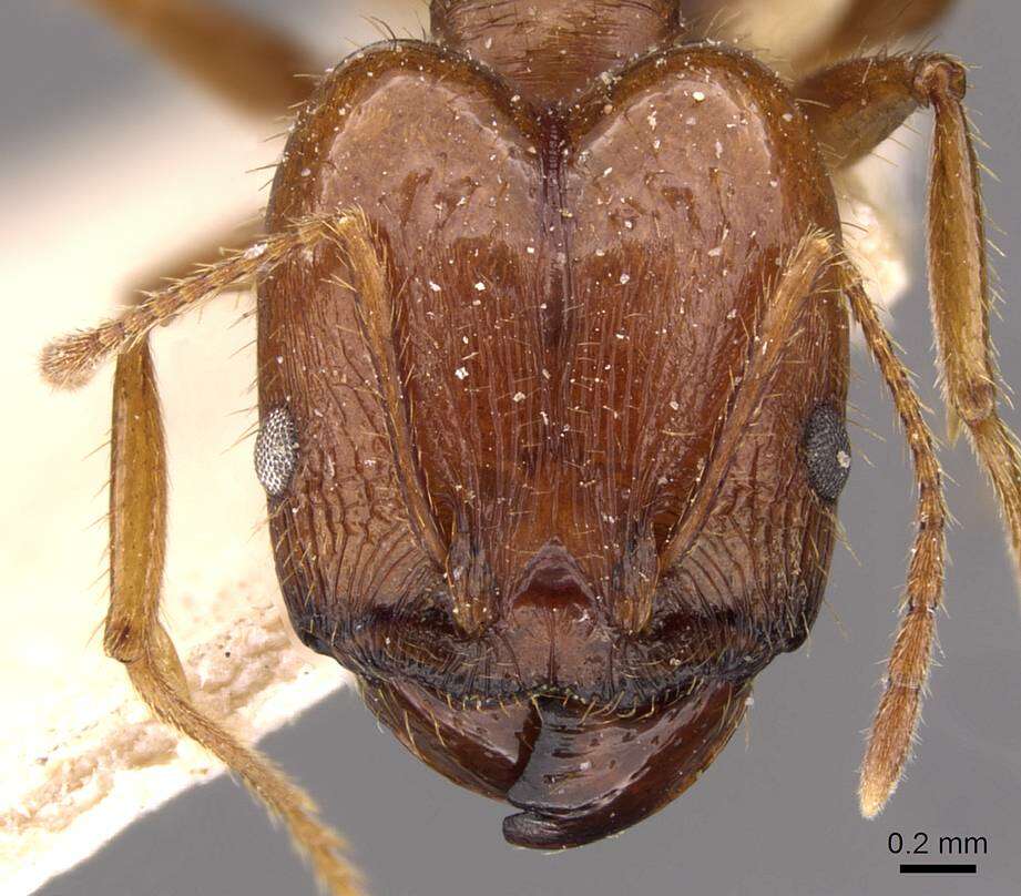 Image of Pheidole oxyops Forel 1908