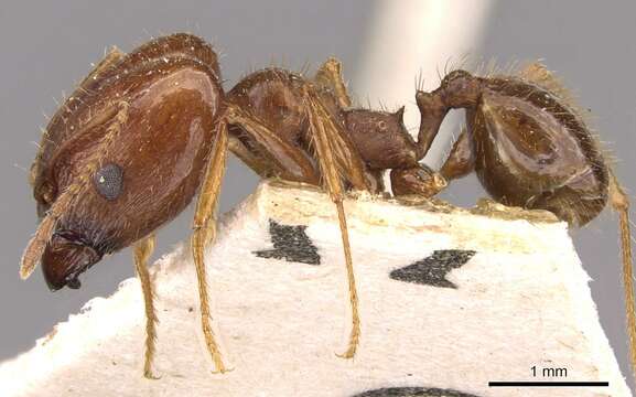 Image of Pheidole oxyops Forel 1908