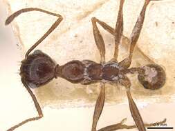 Image of Pheidole oxyops Forel 1908