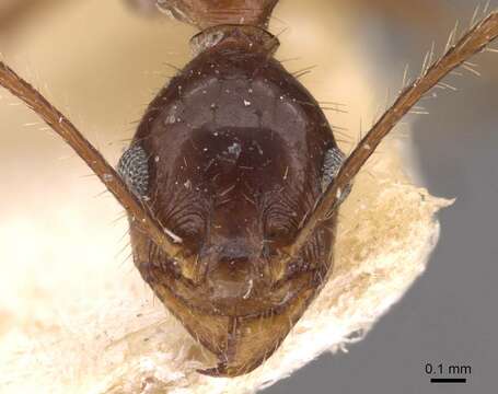 Image of Pheidole oxyops Forel 1908