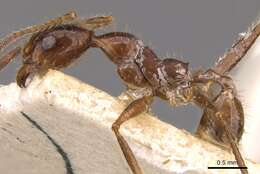 Image of Pheidole oxyops Forel 1908