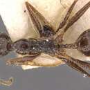 Image of Pheidole jujuyensis Forel 1913