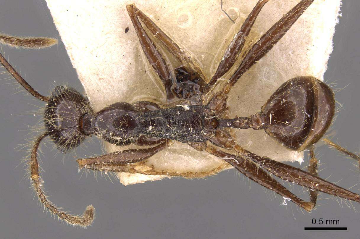 Image of Pheidole jujuyensis Forel 1913