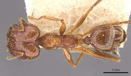 Image of Pheidole oxyops Forel 1908