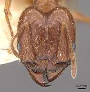 Image of Pheidole oxyops Forel 1908