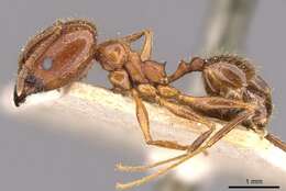 Image of Pheidole oxyops Forel 1908