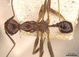 Image of Pheidole oxyops Forel 1908