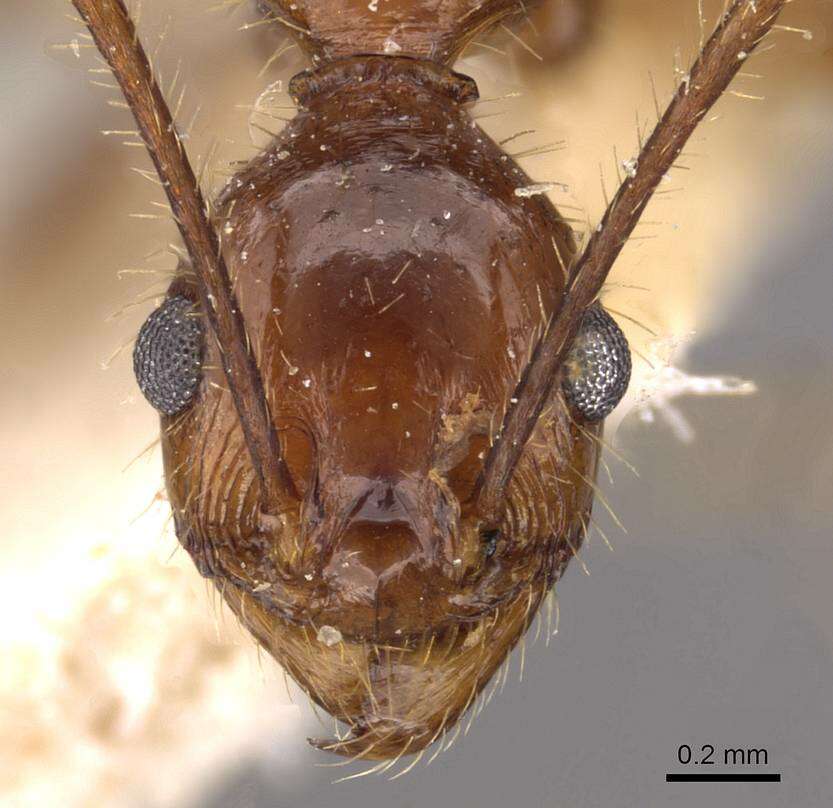 Image of Pheidole oxyops Forel 1908