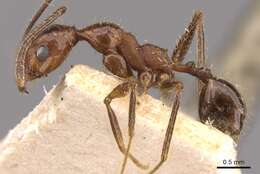 Image of Pheidole oxyops Forel 1908