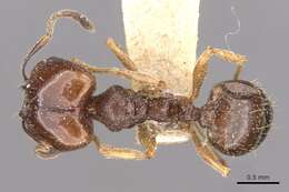 Image de Pheidole semilaevis Forel 1901