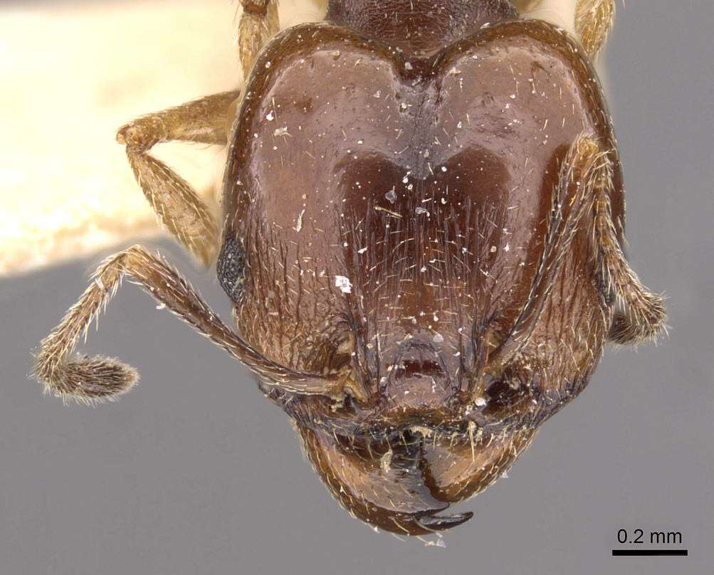 Image de Pheidole semilaevis Forel 1901