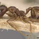 Image of <i>Pheidole dione</i>