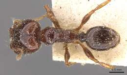 Image of Pheidole vallifica Forel 1901