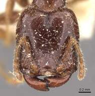 Image of Pheidole vallifica Forel 1901