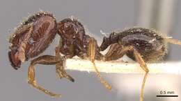 Image of Pheidole vallifica Forel 1901