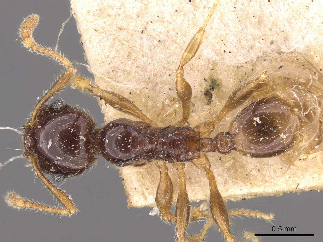 Image of Pheidole vallifica Forel 1901