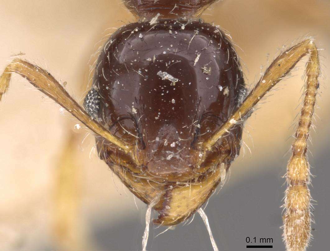 Image of Pheidole vallifica Forel 1901