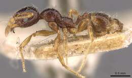 Image of Pheidole vallifica Forel 1901