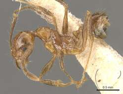 Image of Pheidole angusta Forel 1908