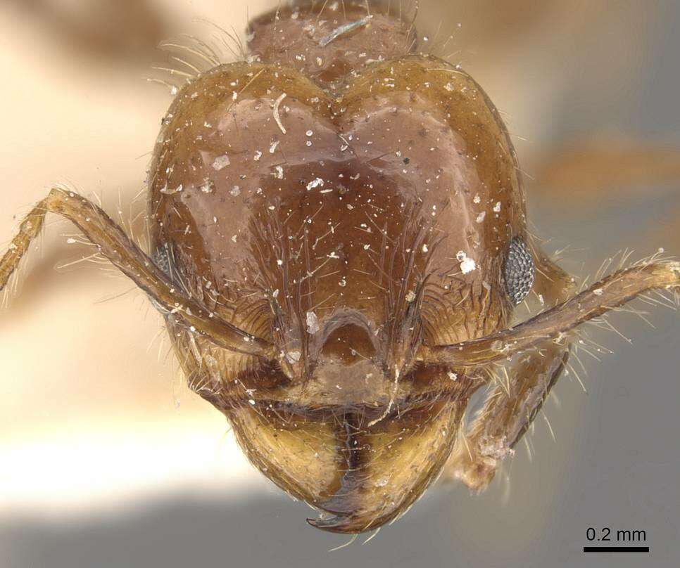 Image of Pheidole pubiventris Mayr 1887