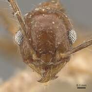 Image of Pheidole pubiventris Mayr 1887