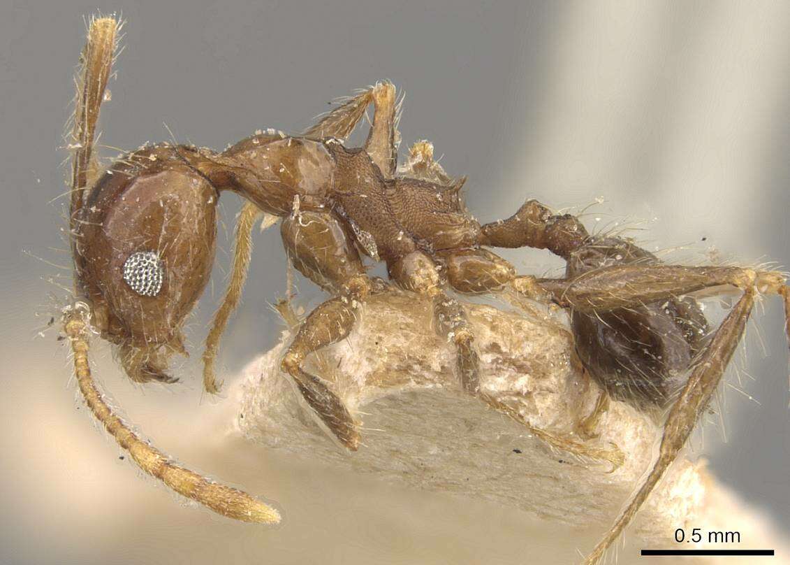 Image of Pheidole pubiventris Mayr 1887