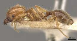 Image of Pheidole pubiventris Mayr 1887