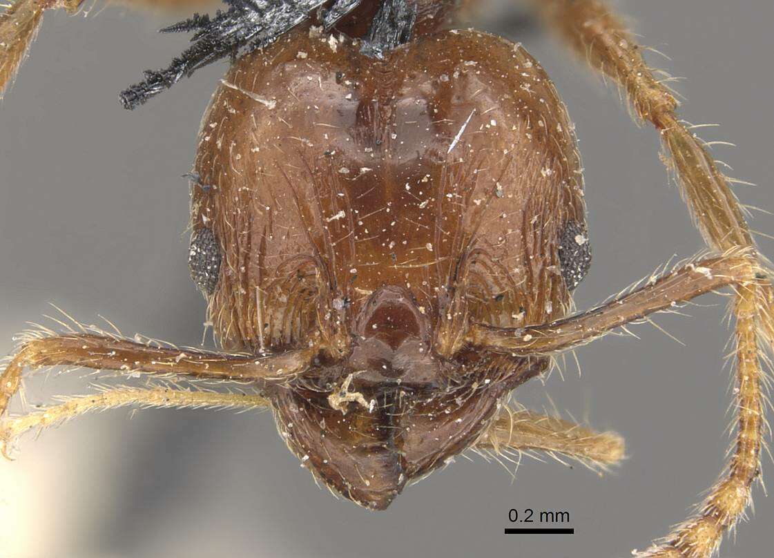 Image of Pheidole pubiventris Mayr 1887