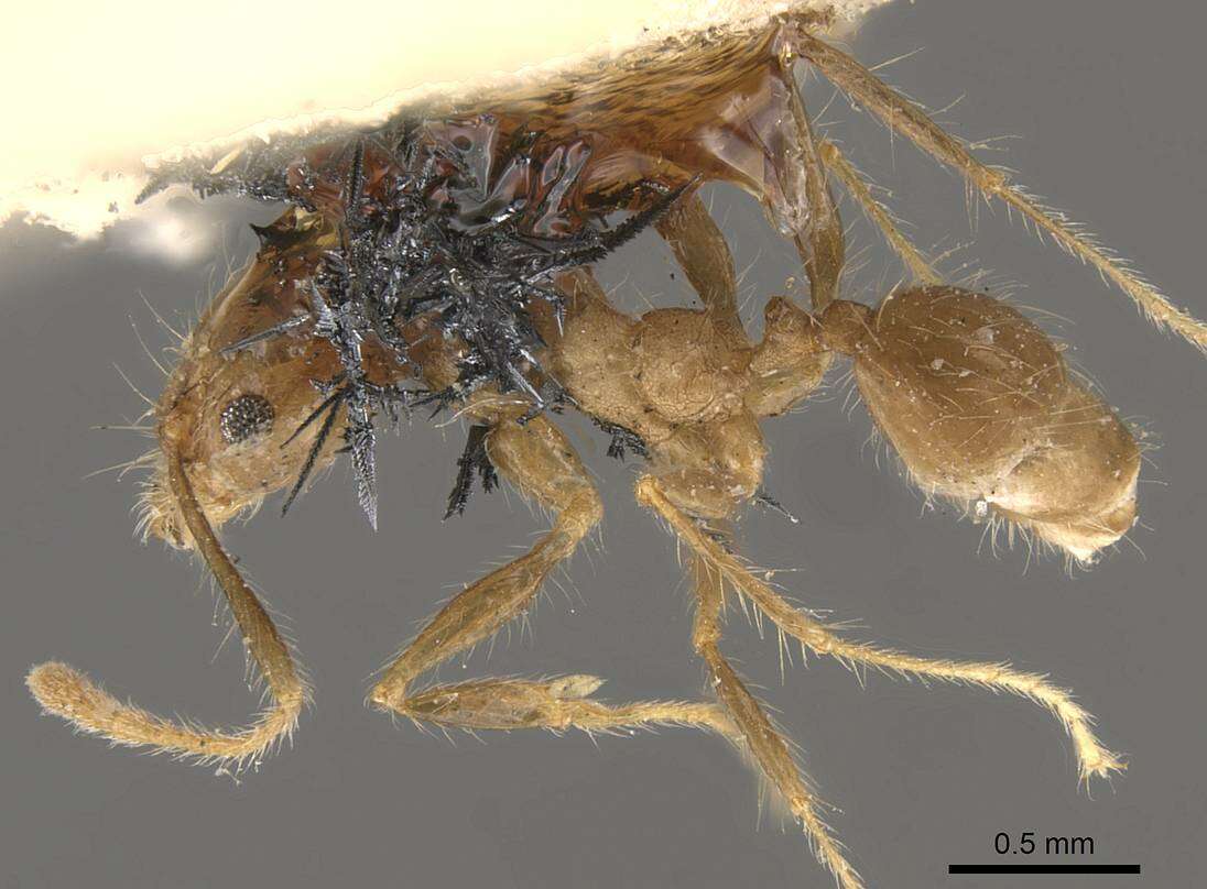 Image of Pheidole pubiventris Mayr 1887