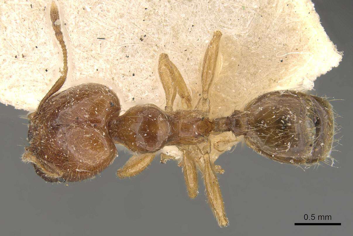 Image of Pheidole subarmata Mayr 1884