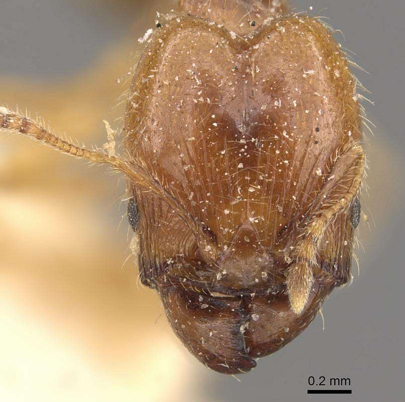 Image of Pheidole subarmata Mayr 1884