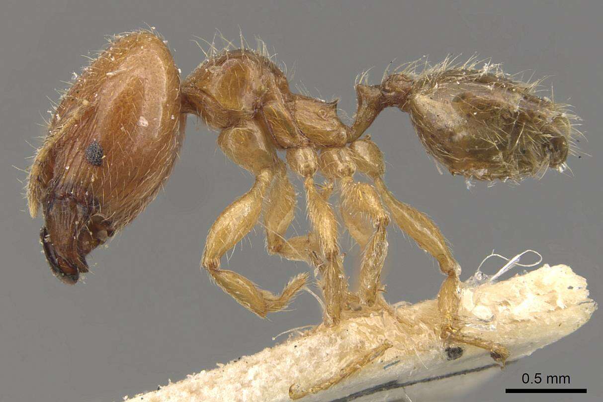 Image of Pheidole subarmata Mayr 1884