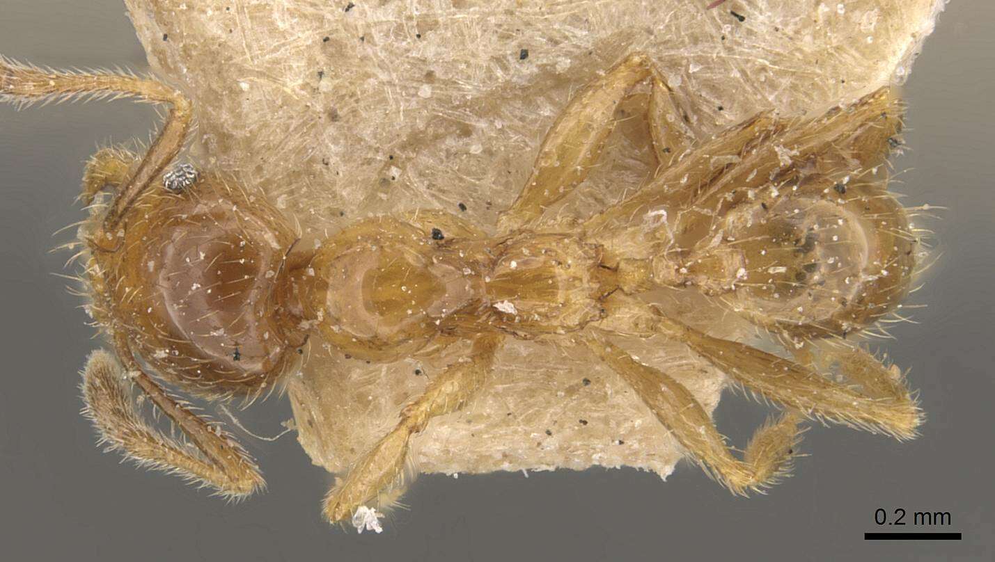 Image of Pheidole subarmata Mayr 1884