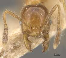 Image of Pheidole subarmata Mayr 1884