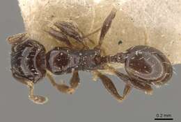 Image of Pheidole calens Forel 1901