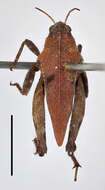 Image of Tettigidea lateralis lateralis (Say 1824)