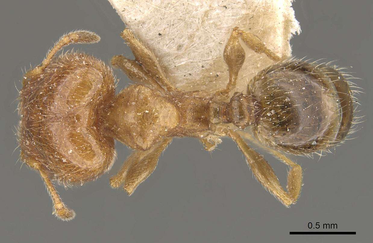 Pheidole bicarinata Mayr 1870 resmi